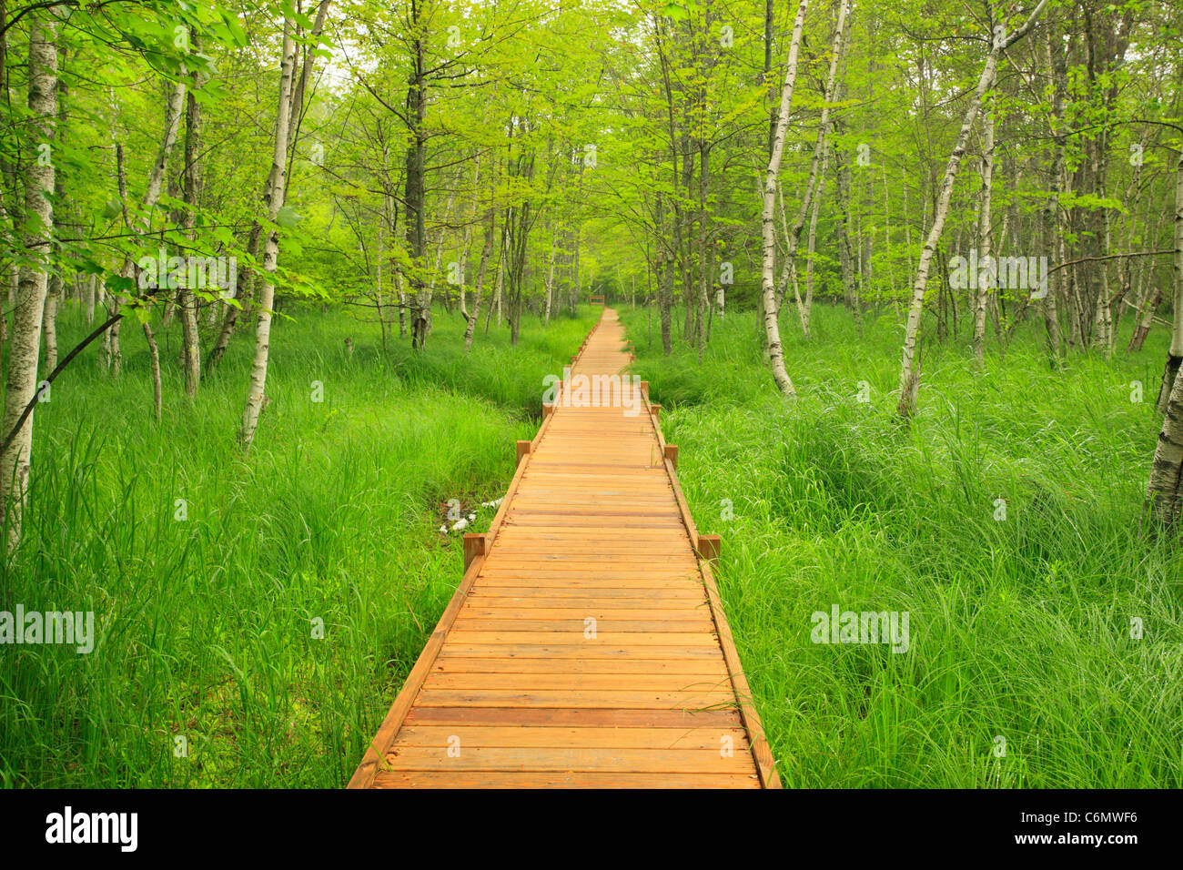 Jessup Trail, Wild Gärten von Acadia, Acadia National Park, Maine, USA Stockfoto