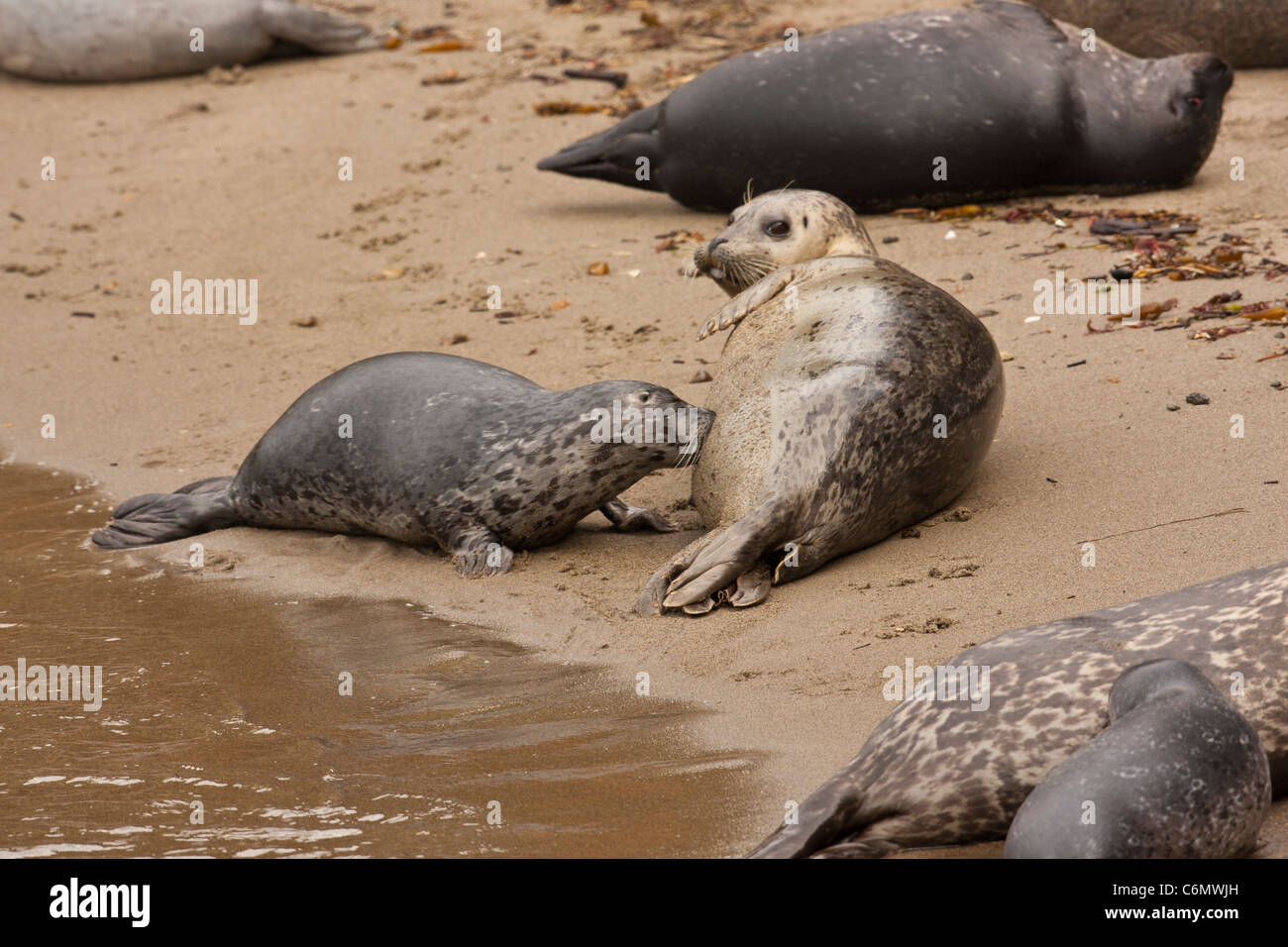 Seehunde (Phoca Vitulina). Mutter und Welpen Pflege Stockfoto