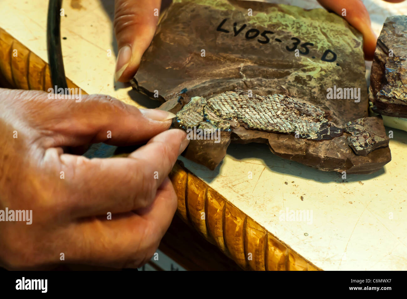 Ein freiwilliger langsam Stücke zusammen gereinigt und vorbereitet fossilen Felsen, die ein Palaeoniscoid Fossil bilden Stockfoto