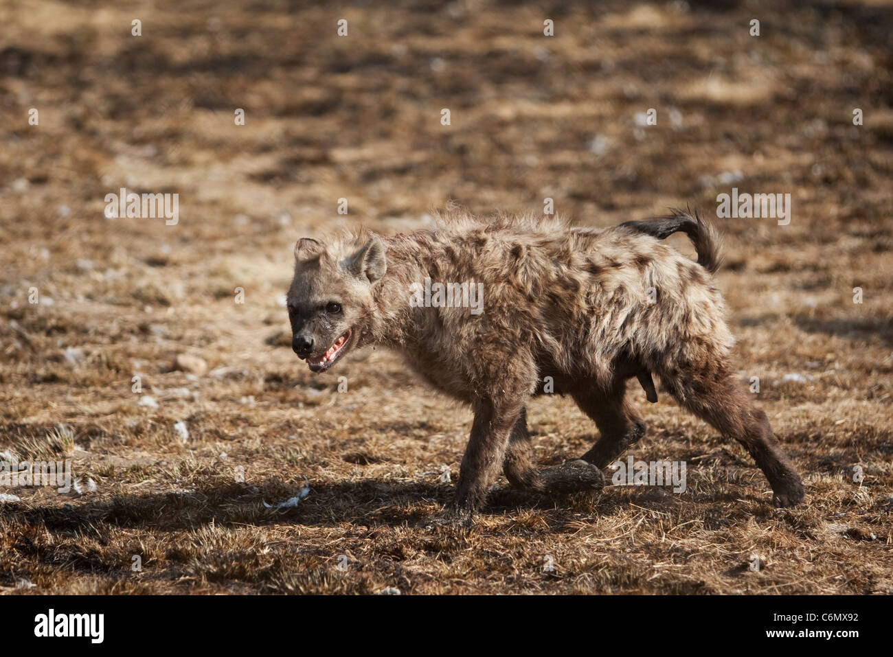 Hyäne in aggressive Haltung während der Dominanz Kampf Stockfoto