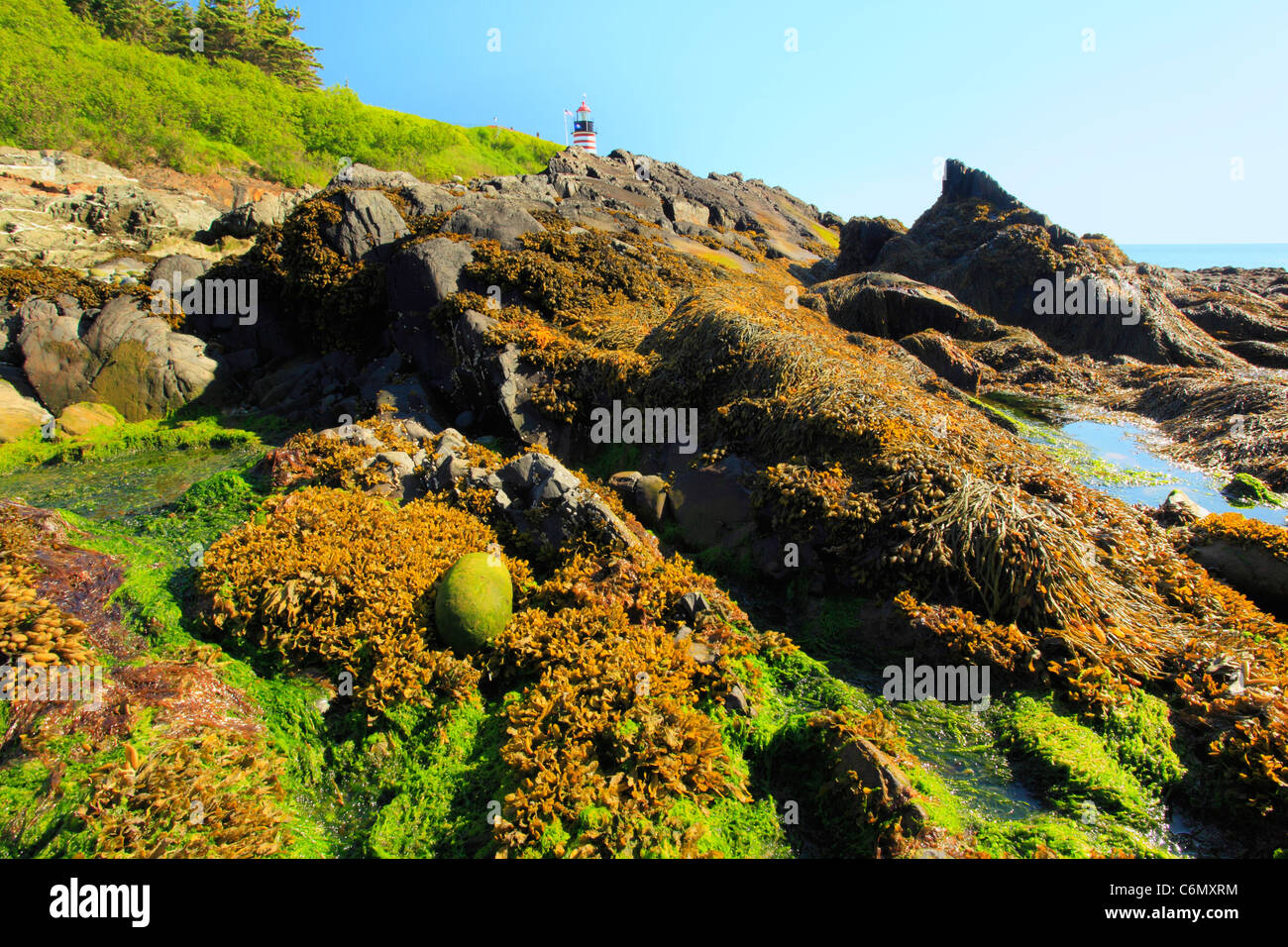 Quaddy Head Light, West Quaddy Head State Park, West Coastal Trail, Lubec, Maine, USA Stockfoto