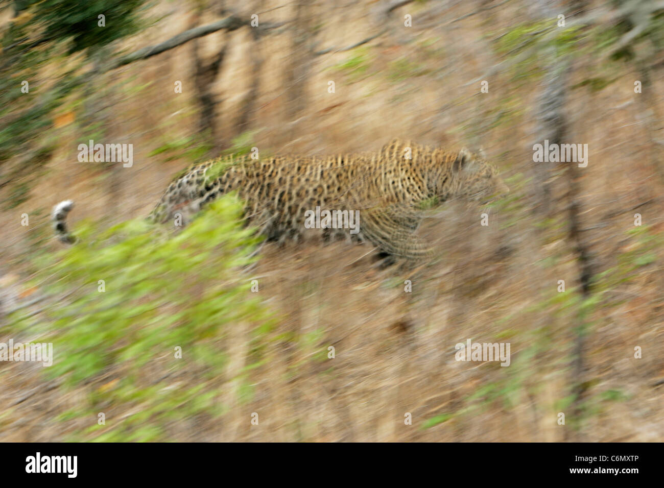 Abstraktes Bild von einem Leoparden laufen durch dichten Wald Stockfoto