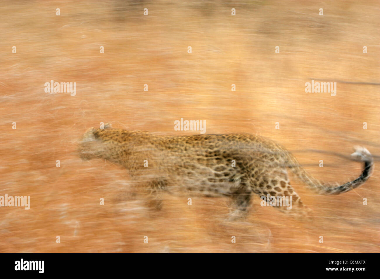 Abstraktes Bild eines Leopard laufenden Stockfoto