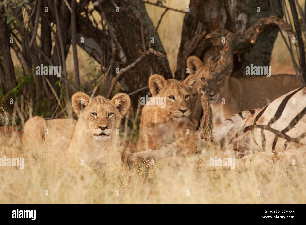 Löwenbabys mit Zebra-kill Stockfoto