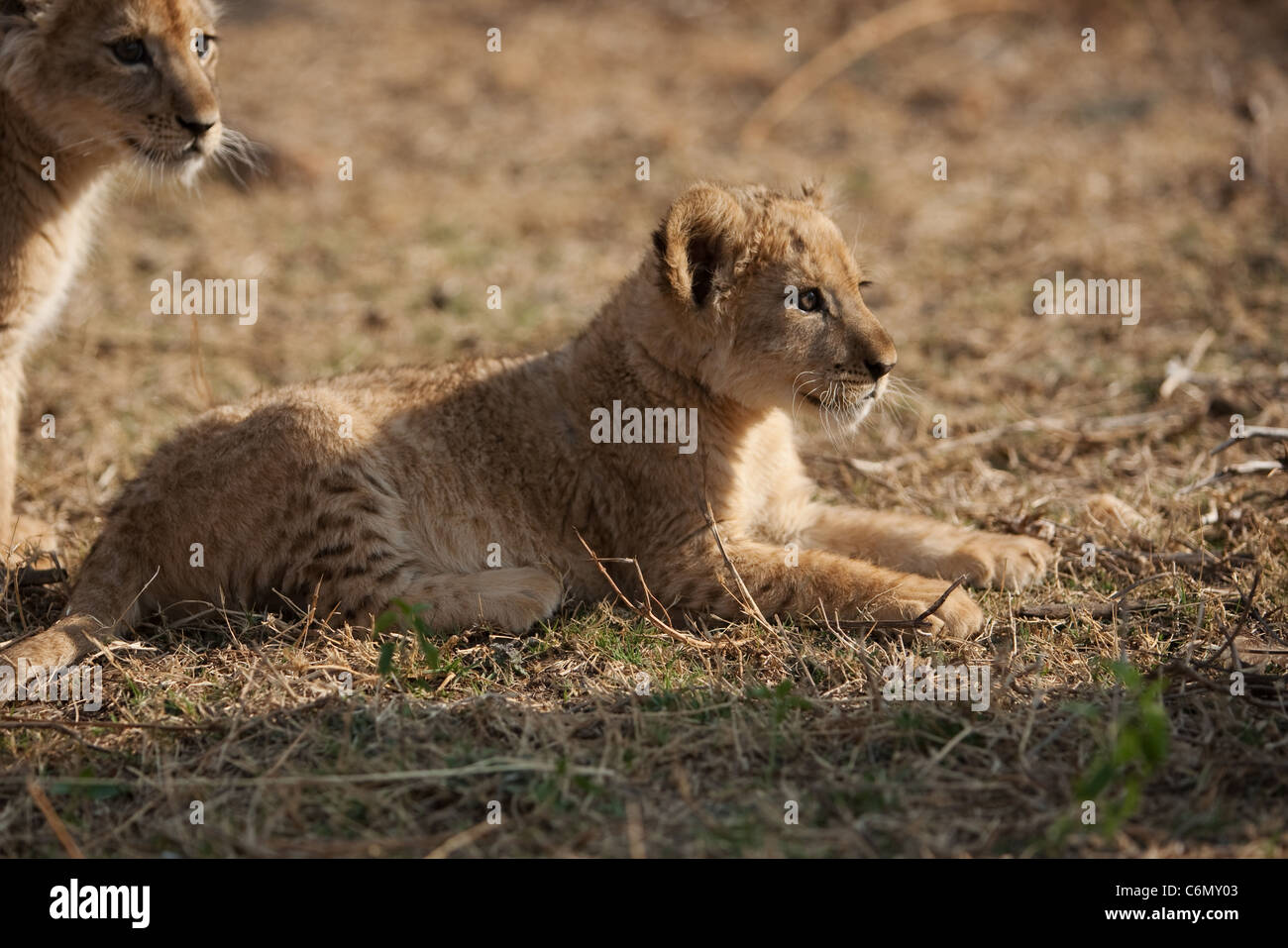Löwenbabys Stockfoto