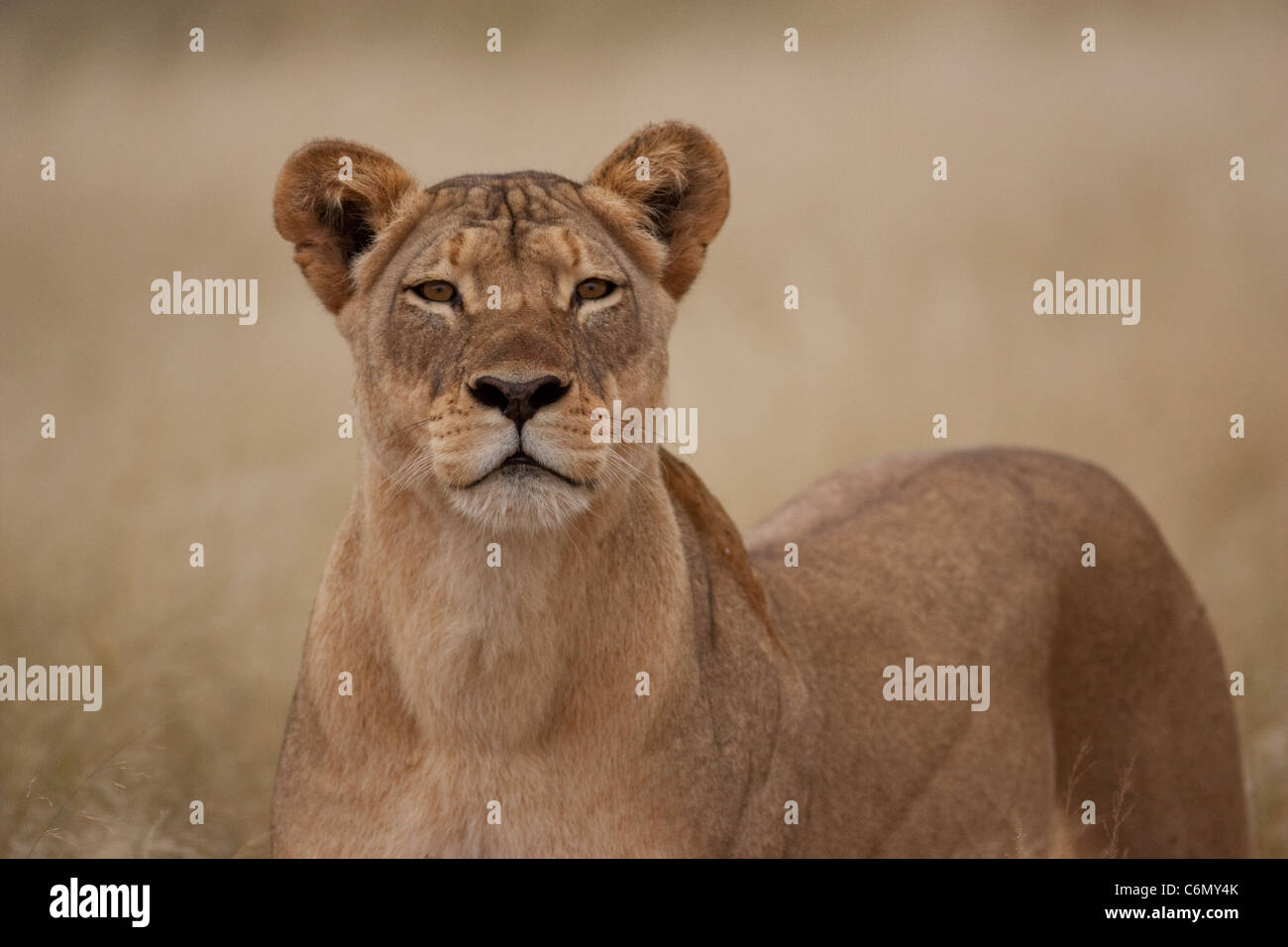 Löwin frontalen Blick Warnung Stockfoto