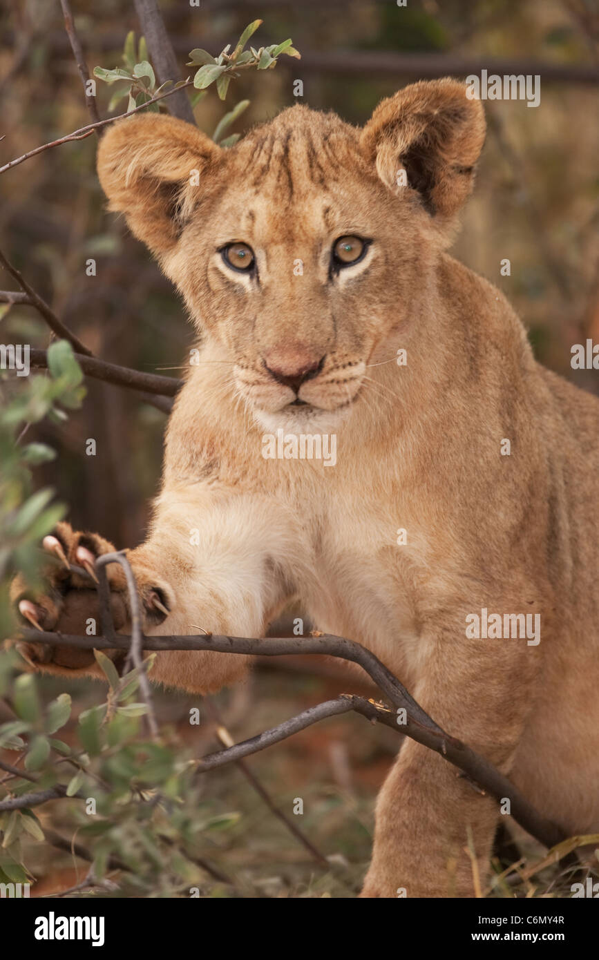 Löwenjunges mit Krallen zeigen Stockfoto