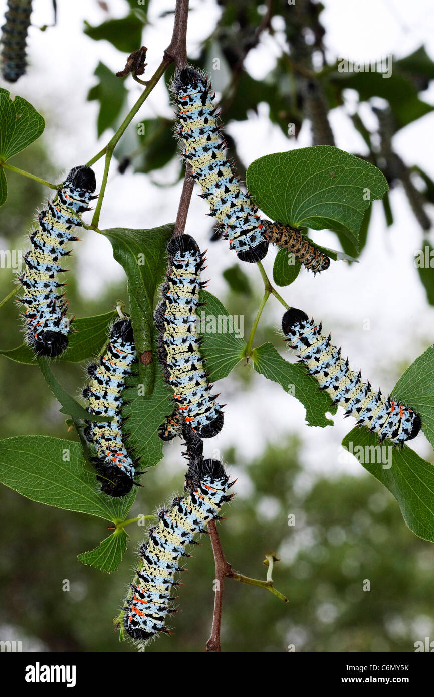 Mopani Worms von Zweigen und Blättern des Baumes Mopani hängen Stockfoto