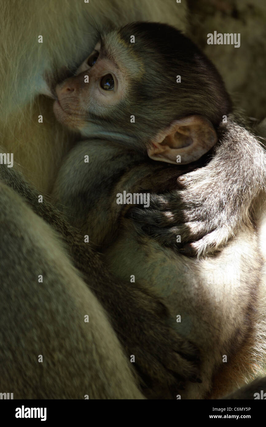 Vervet Affen Baby Spanferkel auf seiner Mutter Sauger Stockfoto