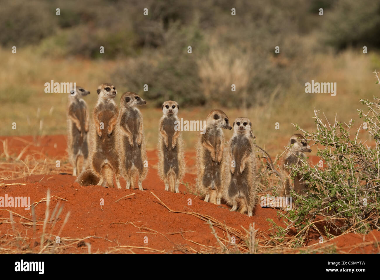 Erdmännchen-Familie auf der Suche Stockfoto