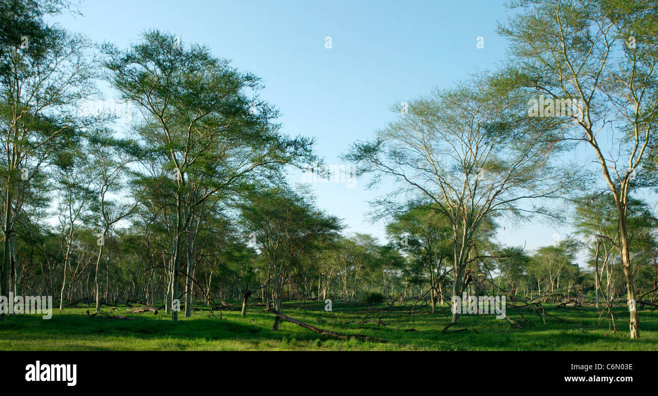 Fieber Baum Wald am Ufer des Flusses Luvuvhu im Pafuri Stockfoto