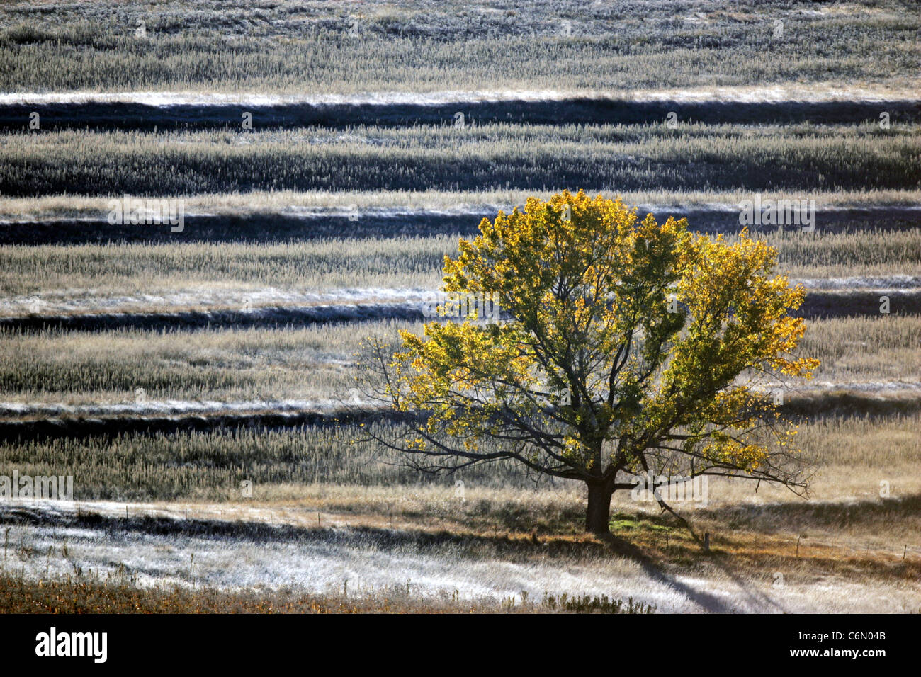 Platane in einer frostigen Agrarlandschaft Stockfoto
