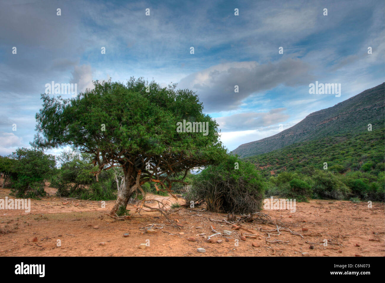 Grüner Baum, beugte sie sich über die Seite mit Sträuchern im Hintergrund Stockfoto