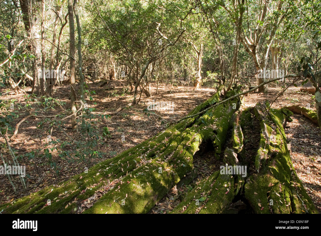 Umgestürzten Baum und Moos, Forest Lodge Stockfoto