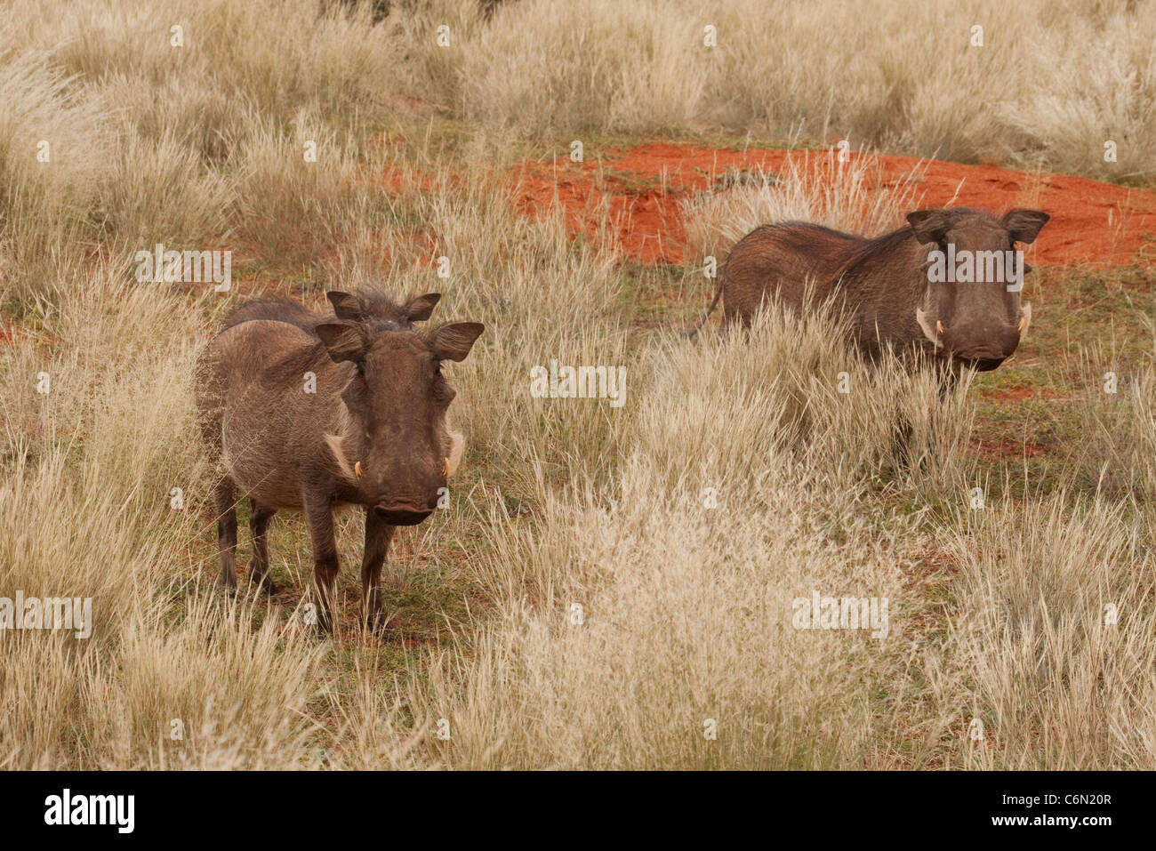 Warzenschwein-Familie Wandern in Trockenrasen Stockfoto