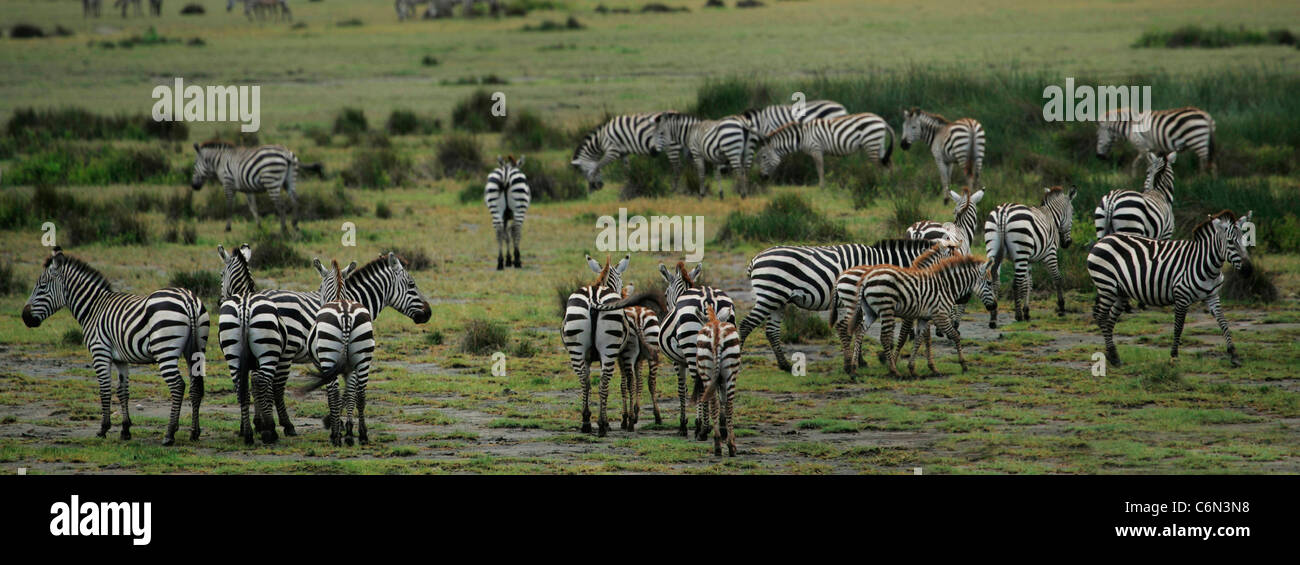 Zebra-Herde in den Serengeti plains Stockfoto