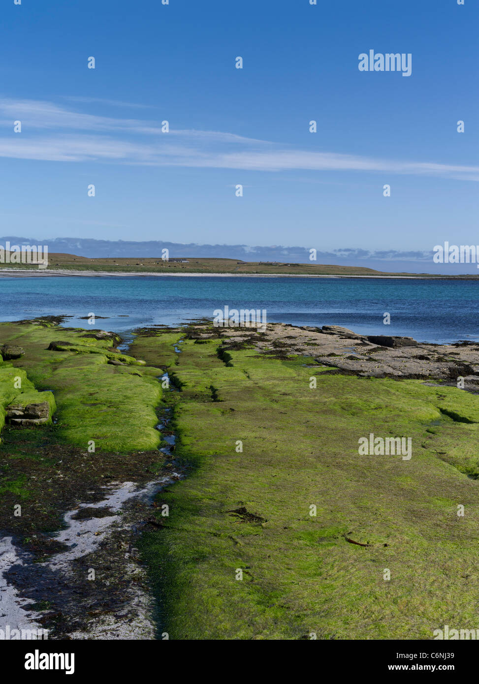 dh North Wick PAPA WESTRAY ORKNEY Green Seaweed rocks Rocky Küste sandige Bucht weißer Sand Strand Seegras uk Algen Sommer schottland Küste Küste Stockfoto