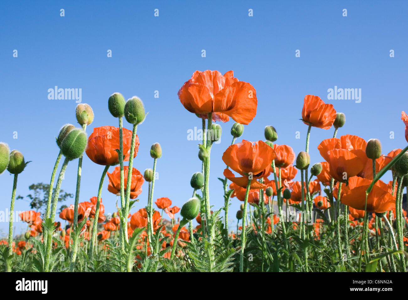 Mohnblumen feld -Fotos und -Bildmaterial in hoher Auflösung – Alamy