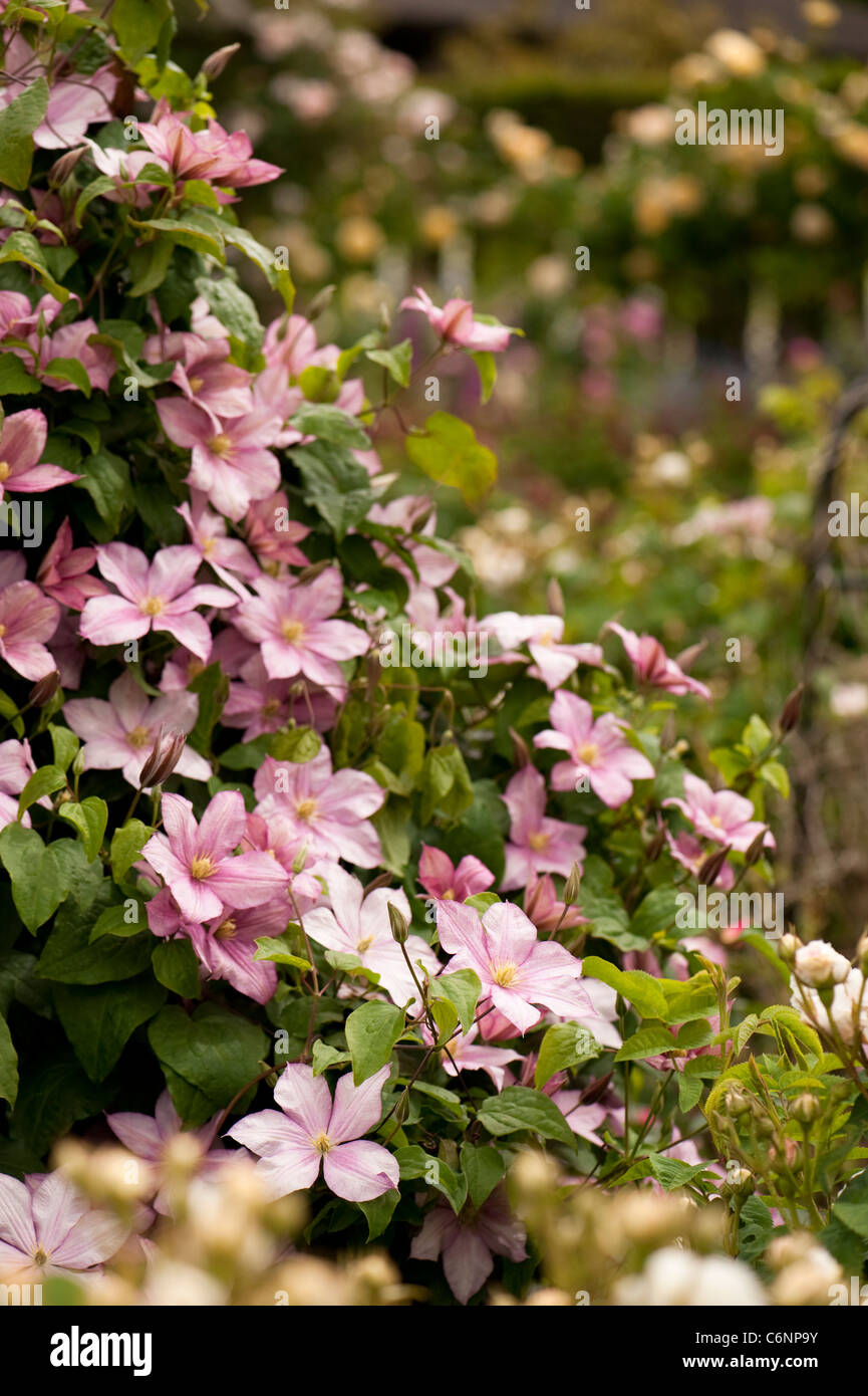 Clematis 'Caroline' in Blüte Stockfoto