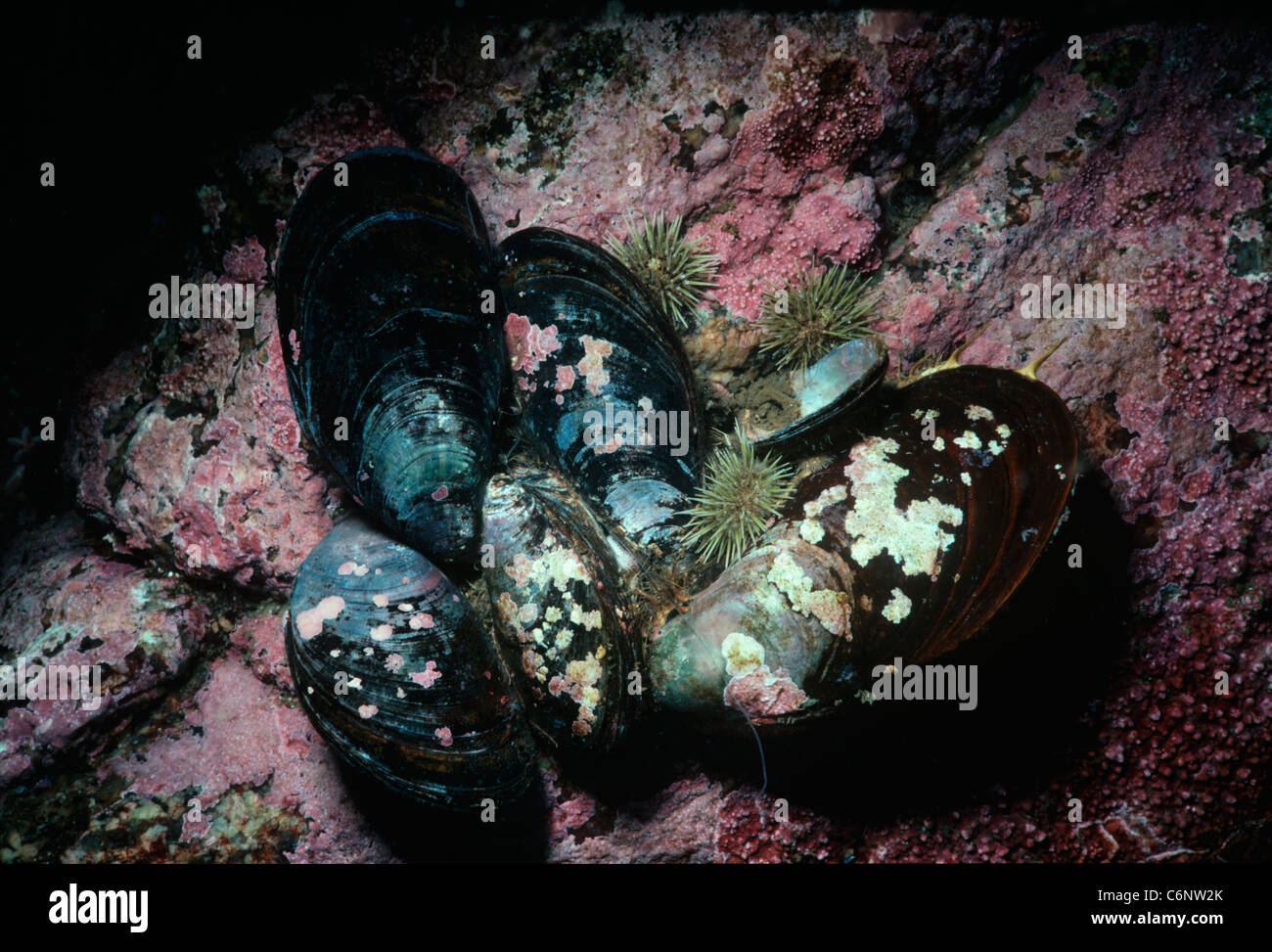 Gerippte Muscheln (Aulacomya Ater) Substrat befestigt. Neuengland (USA) - Nord-Atlantik Stockfoto