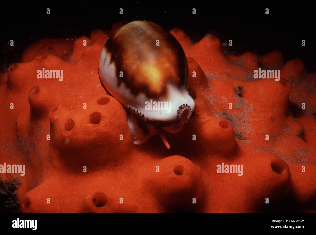 Chesnut Kauri (Cypraea Spadicea) weidet auf roten Schwamm, Kanalinseln, California, USA - Nord-Pazifik Stockfoto