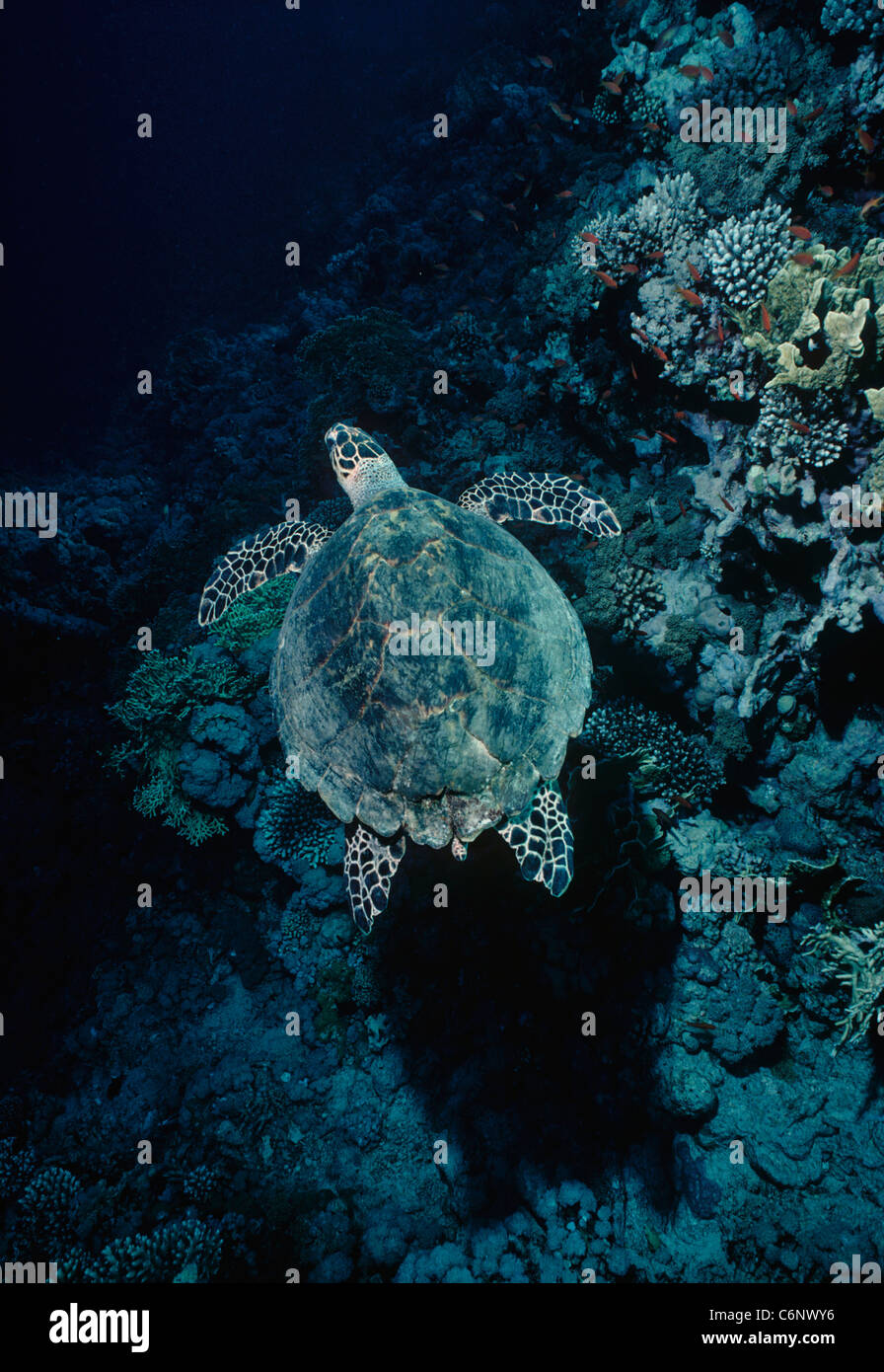 Echte Karettschildkröte (Eretmochelys Imbricata) über ein Korallenriff schwimmen. Ägypten, Rotes Meer Stockfoto