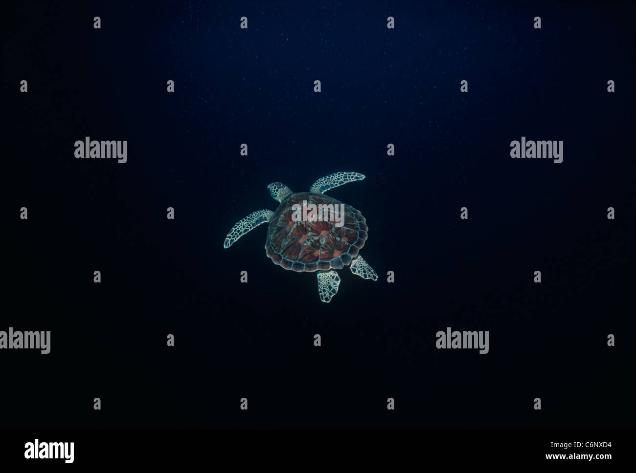 Echte Karettschildkröte (Eretmochelys Imbricata) Schwimmen im offenen Meer. Sipadan Island, Borneo, Südchinesisches Meer Stockfoto