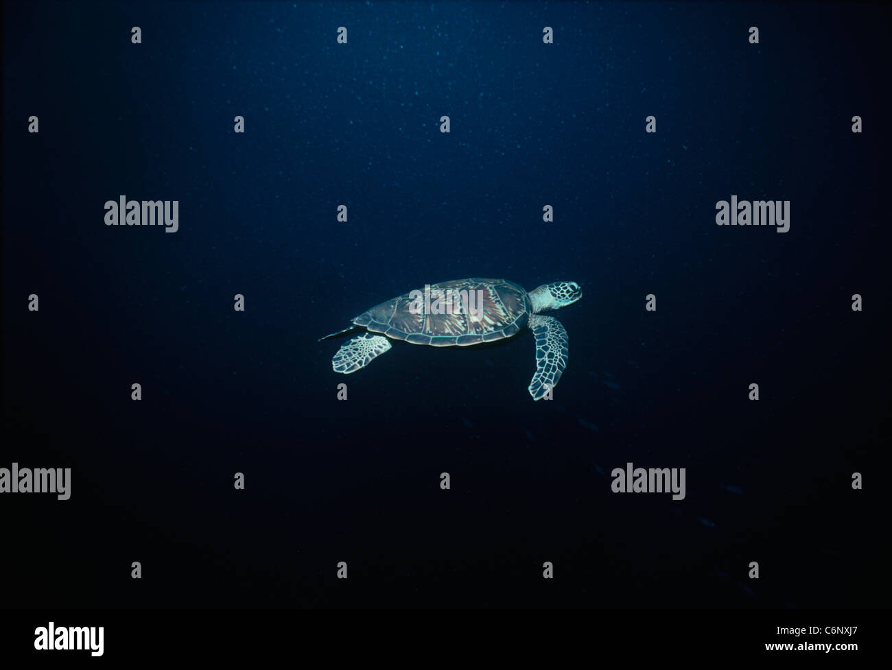 Echte Karettschildkröte (Eretmochelys Imbricata) Schwimmen im offenen Meer. Sipadan Island, Borneo, Südchinesisches Meer Stockfoto