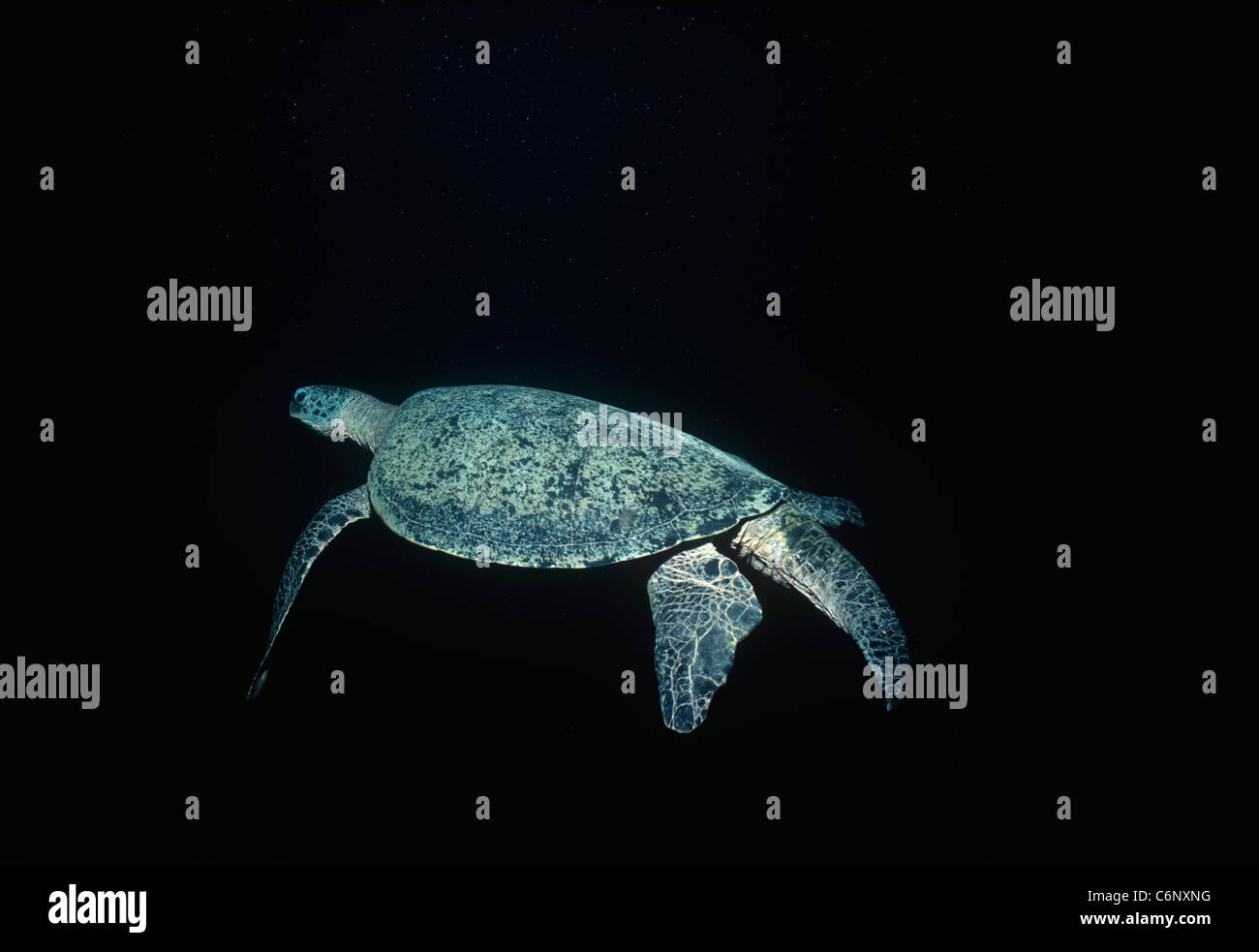 Grüne Schildkröte (Chelonia Mydas) Schwimmen im offenen Meer in der Nacht. Sipadan Island, Borneo, Südchinesisches Meer Stockfoto