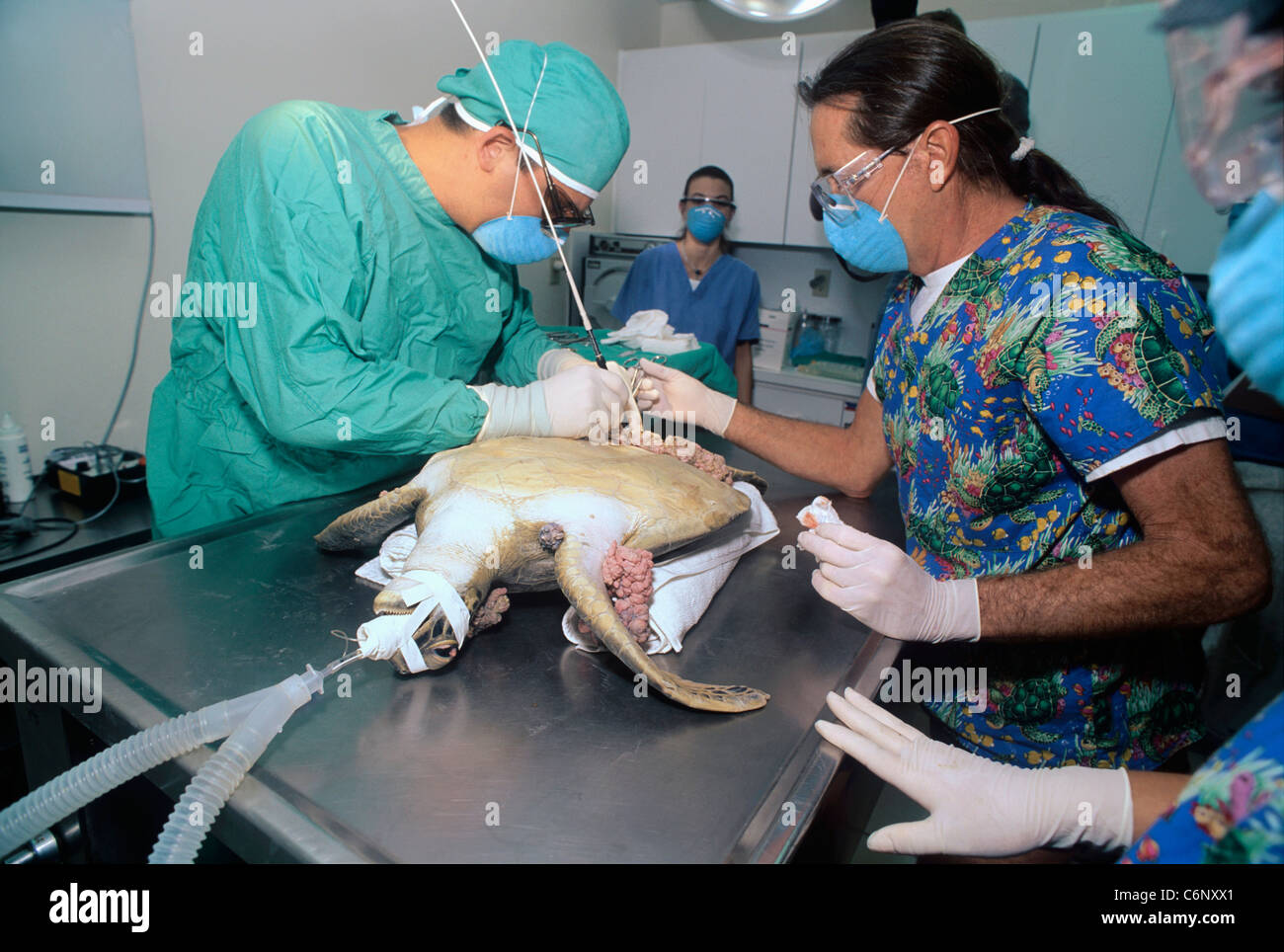 Ärzte führen eine Operation zum Entfernen von Tumoren aus einem Unechten Karettschildkröte (Caretta Caretta). Florida Keys, Florida, USA Stockfoto