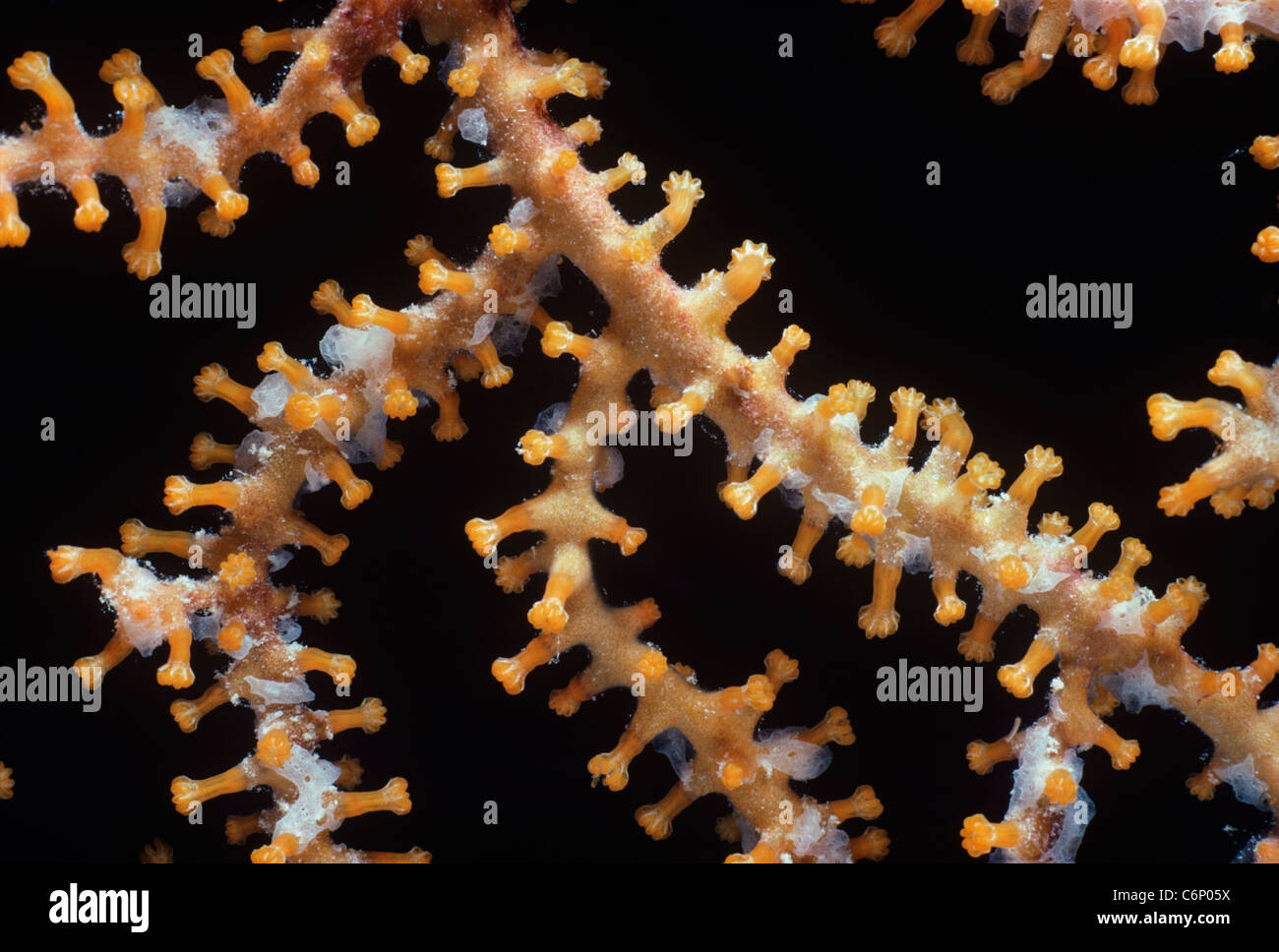Gorgonien Polypen der Koralle (Gorgonacea) geschlossen. Rotes Meer, Ägypten Stockfoto