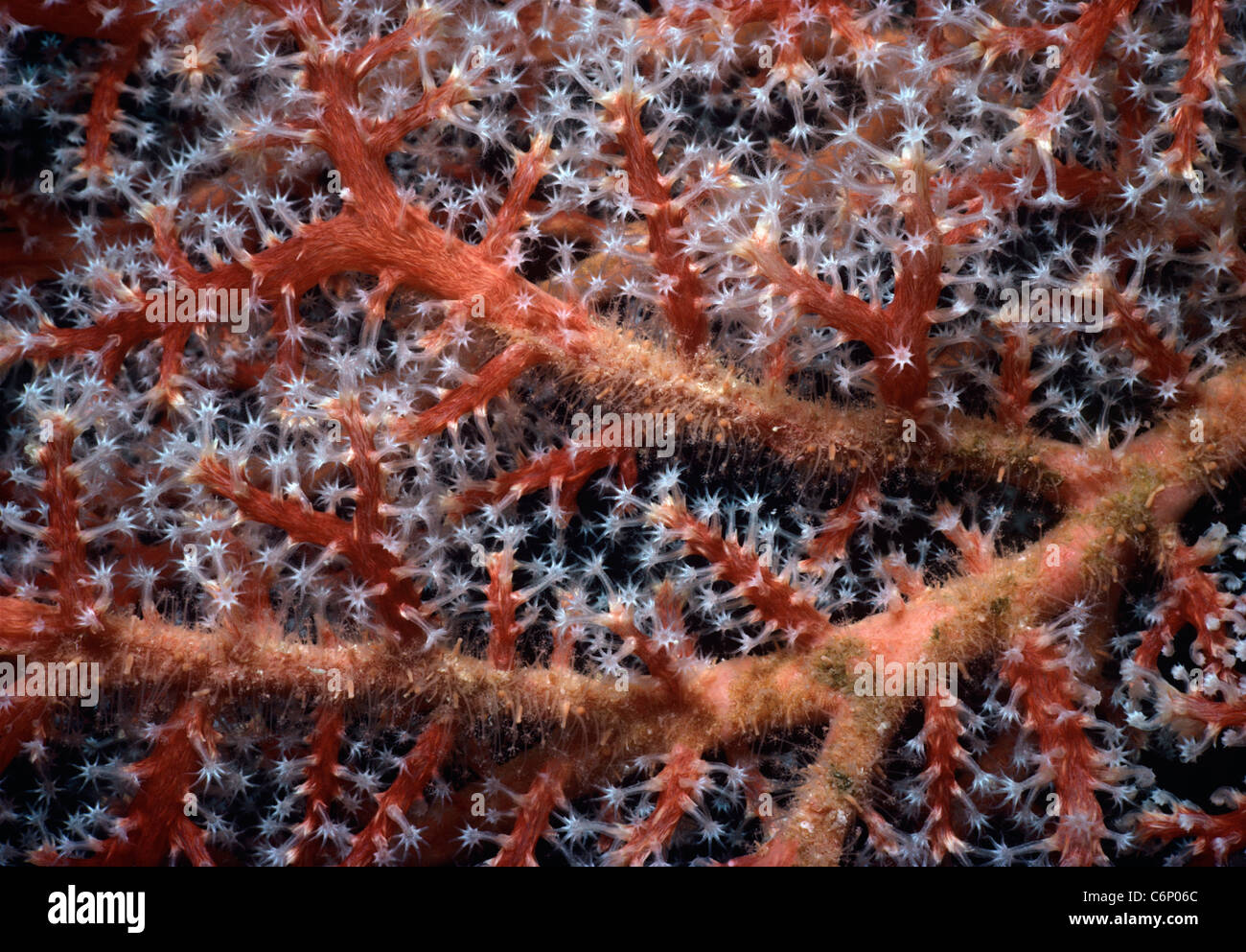 Knorrigen Gorgonien Coral (Melithaea spp.) Polypen geöffnet und Fütterung auf Plankton. Palau-Inseln, Mikronesien, Pazifik Stockfoto