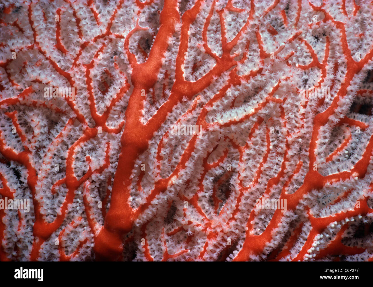Knorrigen Gorgonien Coral (Melithaea spp.) Polypen geöffnet und Fütterung auf Plankton. Palau-Inseln, Mikronesien, Pazifik Stockfoto