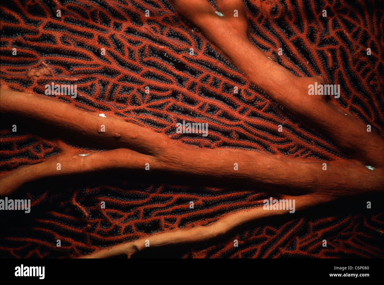 Gorgonien Coral (Gorgonacea). Papua-Neu-Guinea, Bismarck-See Stockfoto