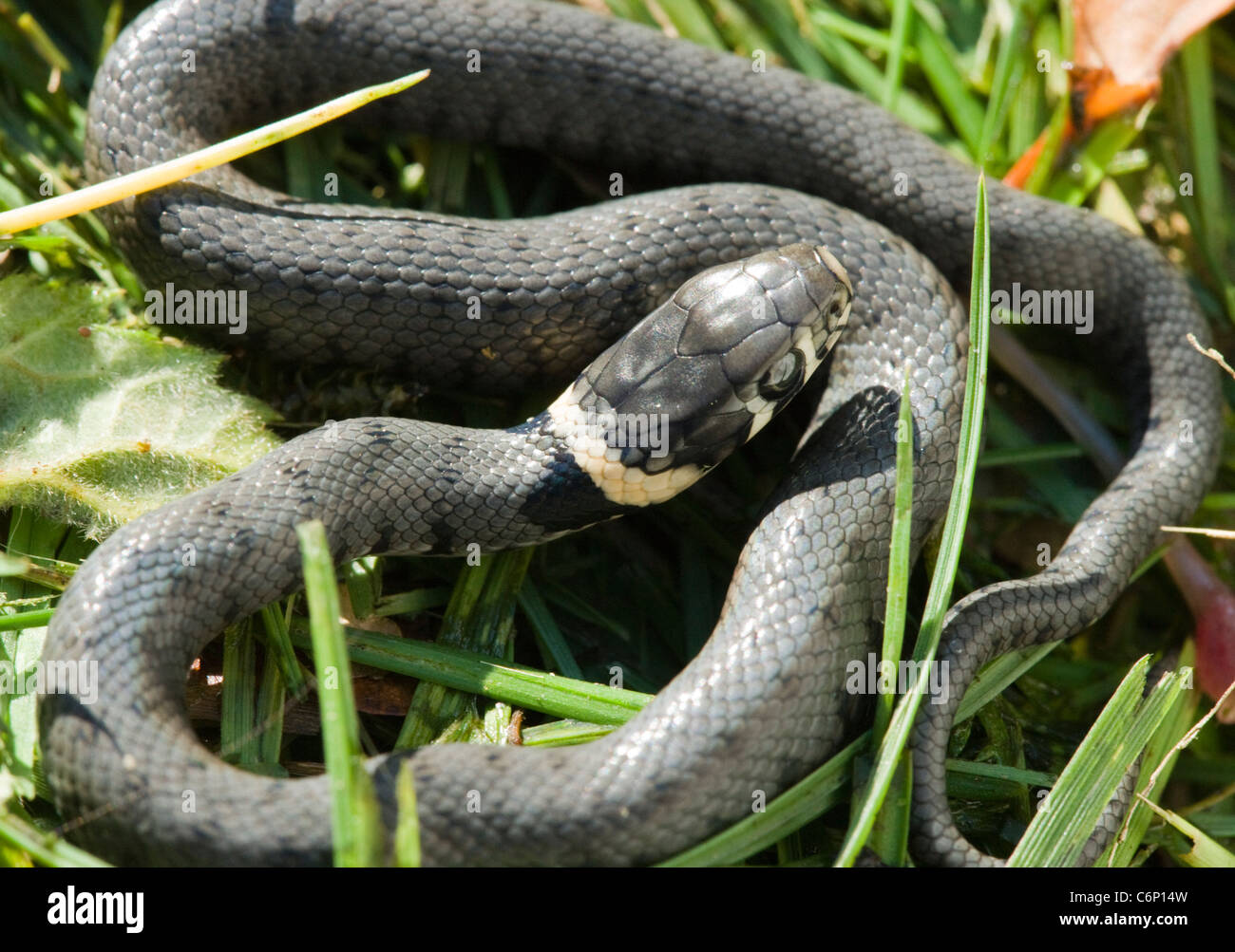 Junge grass Snake, Natrix Natrix, ein paar Stunden alt. VEREINIGTES KÖNIGREICH. Stockfoto