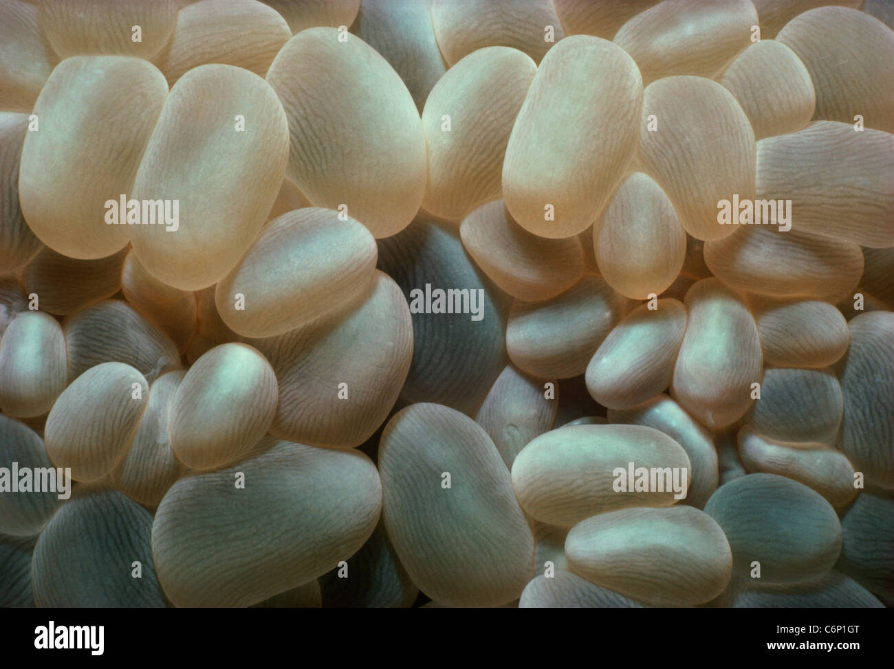 Blase Korallen (Plerogyra Sinuosa). Rotes Meer, Ägypten Stockfoto