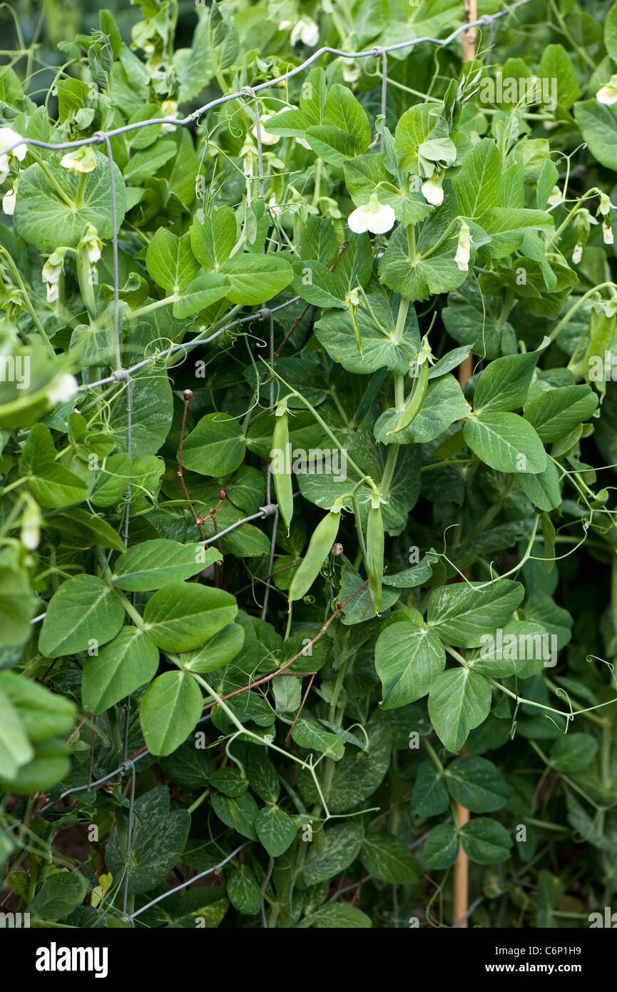 Blüten und Schoten auf Pisum Sativum "Frühen Weiterreise", Garten Erbsen Stockfoto
