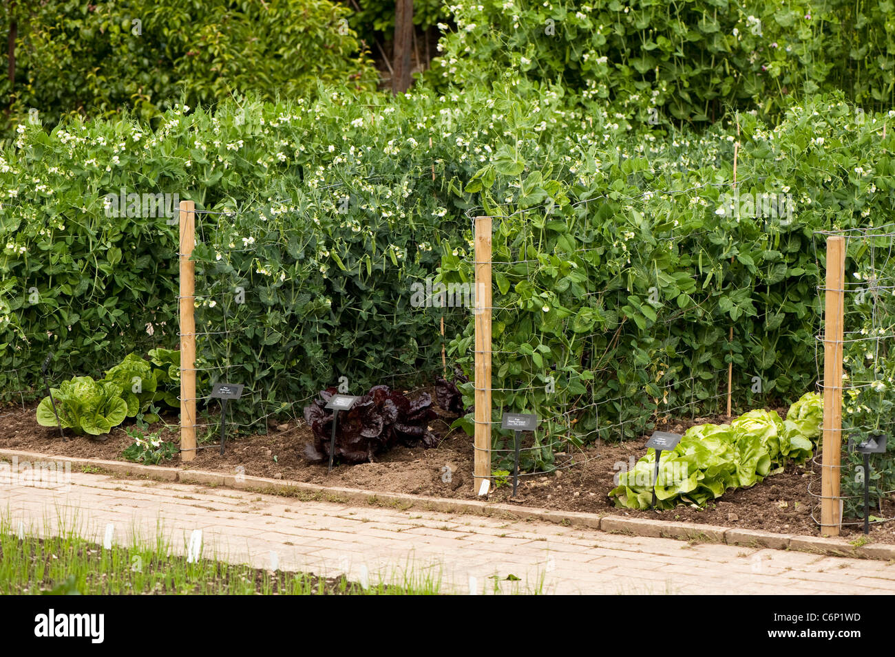 Gemischte Sorten von Pisum Sativum, Garten Erbsen und Kopfsalat, Lactuca Sativa bei RHS Rosemoor, Devon, England, Vereinigtes Königreich Stockfoto