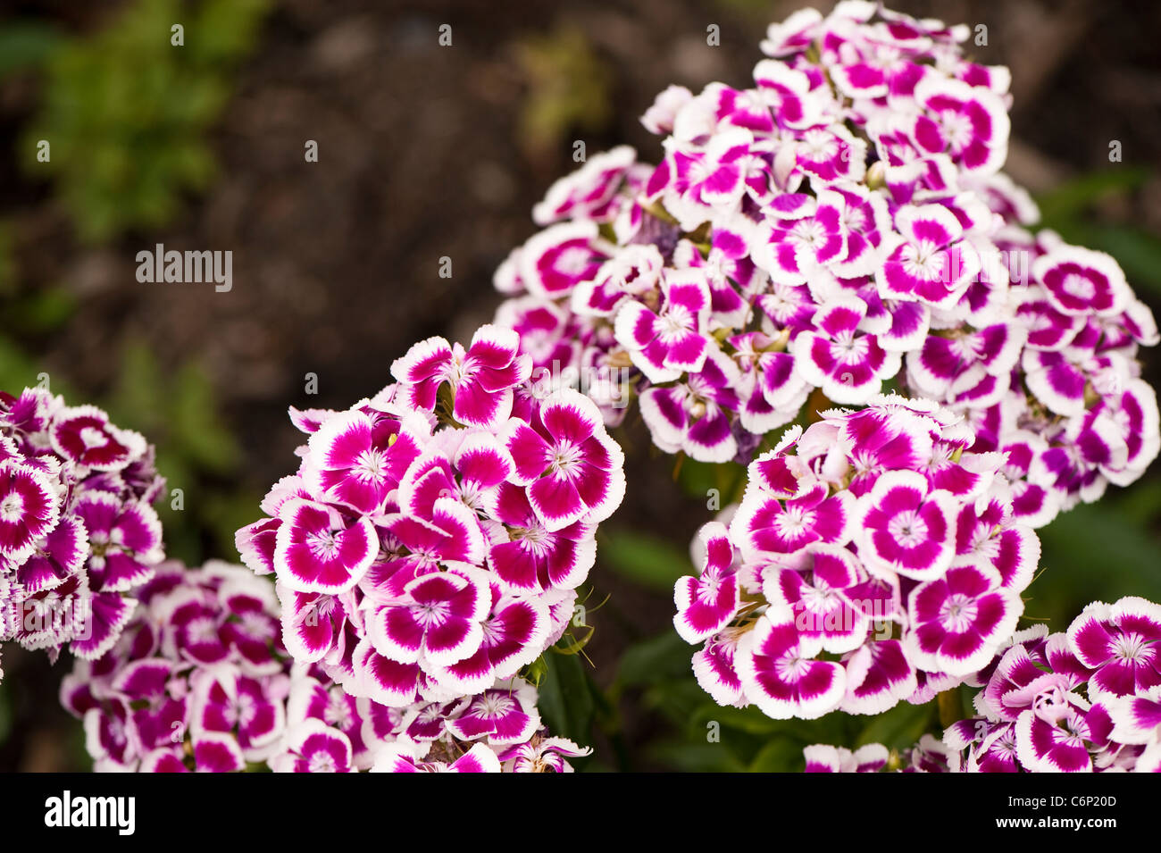 Sweet Williams, Dianthus Barbatus "Auricula Eyed gemischten", in Blüte Stockfoto