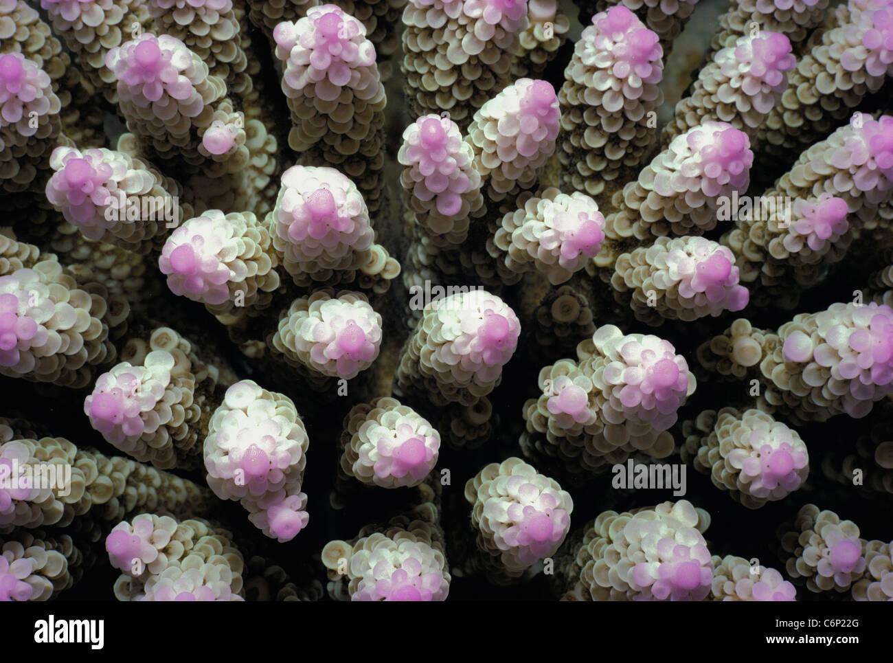 Steinige Finger Koralle (Acropora Humilis) Polypen öffnen sich nachts. Palau-Inseln, Mikronesien, Pazifik Stockfoto