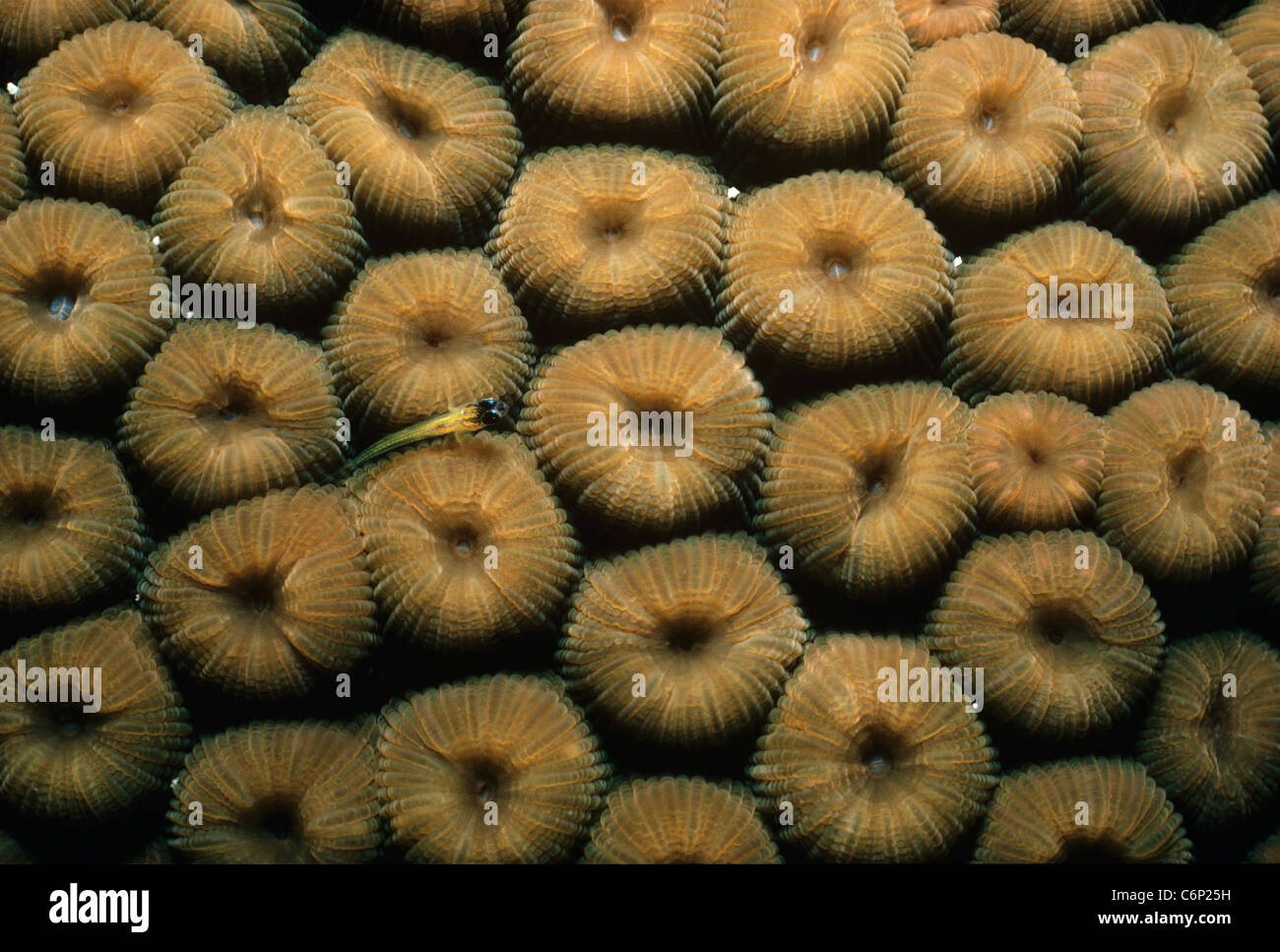 Juvenile Grundeln (Gobiidae) Leben in Korallen Kolonie. Cayman Inseln, Karibik Stockfoto
