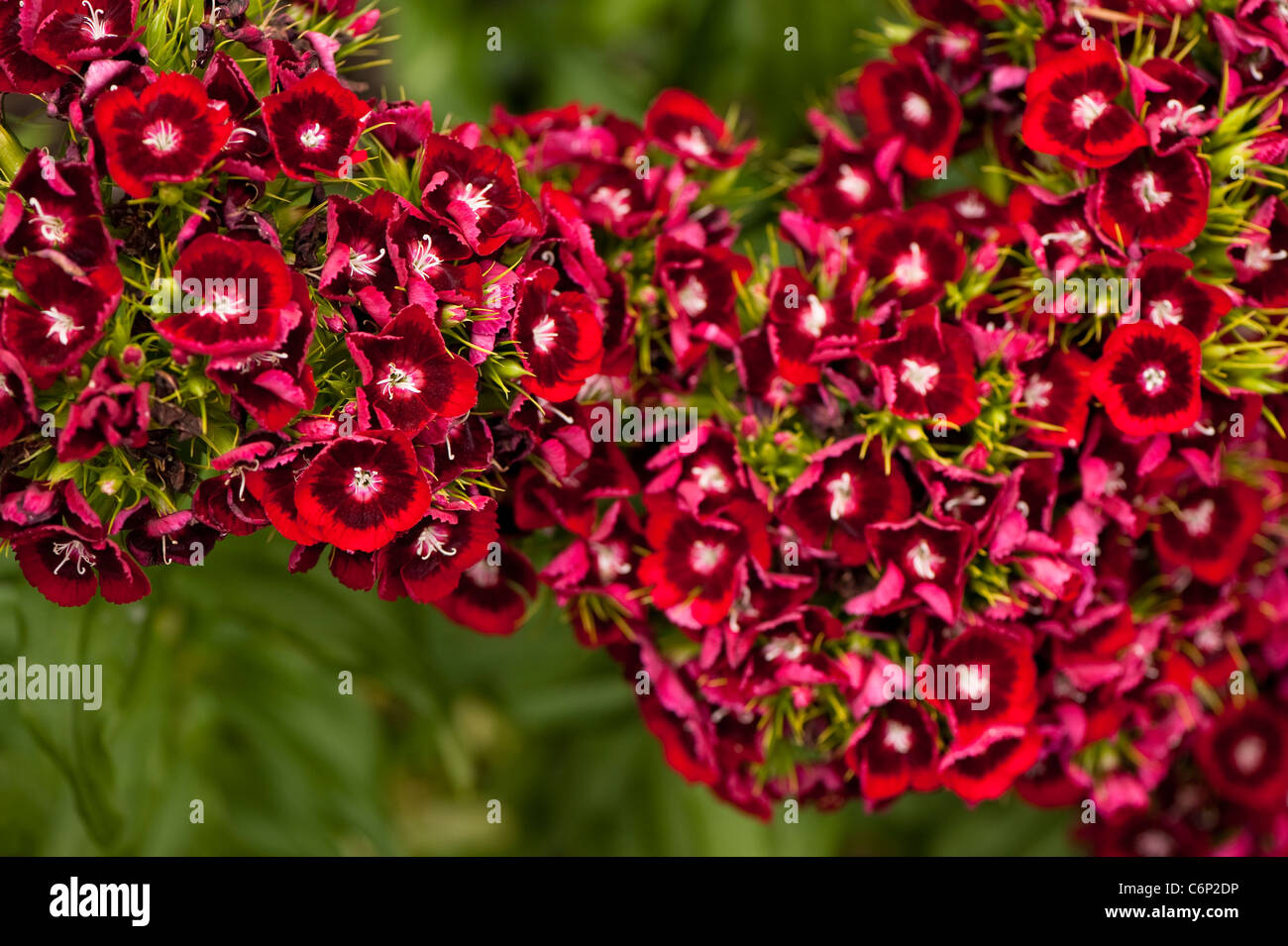 Sweet Williams, Dianthus Barbatus "Auricula Eyed gemischten", in Blüte Stockfoto