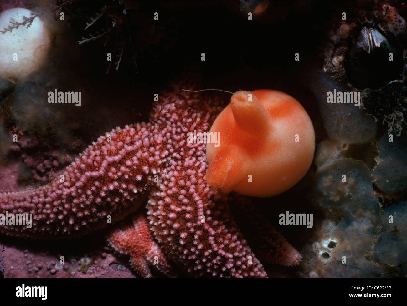 Meer Pfirsich (Halocynthia Pyriformis), ein Manteltier und Seesterne auf coralline verkrustete Unterseite. New England, USA, Atlantik Stockfoto