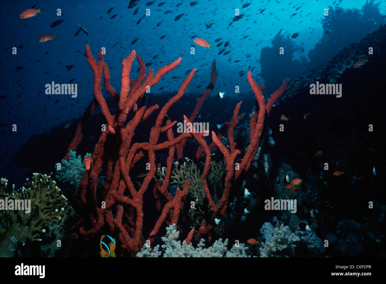 Rote Finger Schwamm (Latrunculia Corticata) am Korallenriff mit Anthias Goldfisch (Anthias Squamipinnis). Rotes Meer, Ägypten Stockfoto