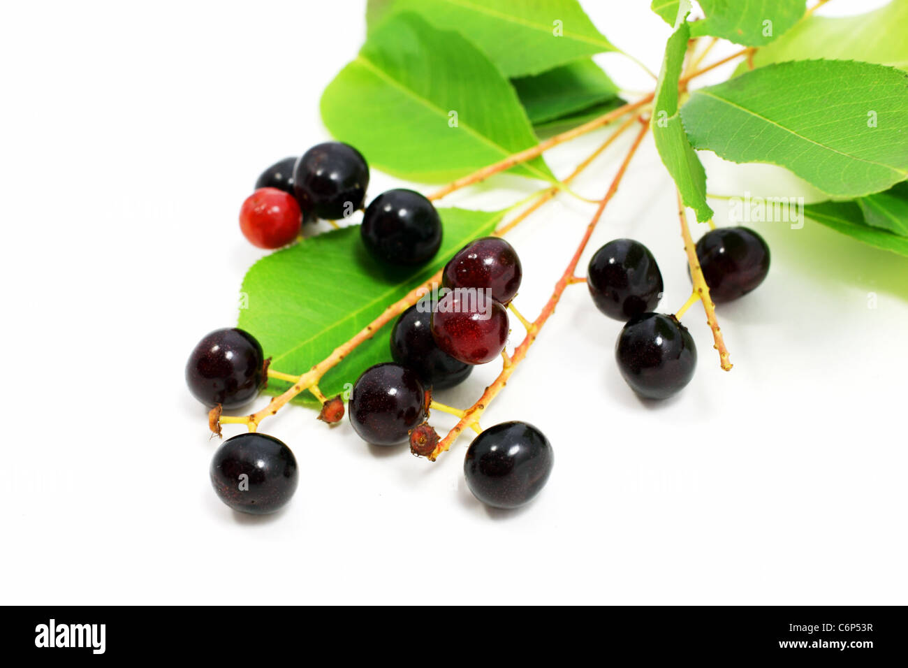schwarze Kirsche - Prunus Serotina auf weißem Hintergrund Stockfoto