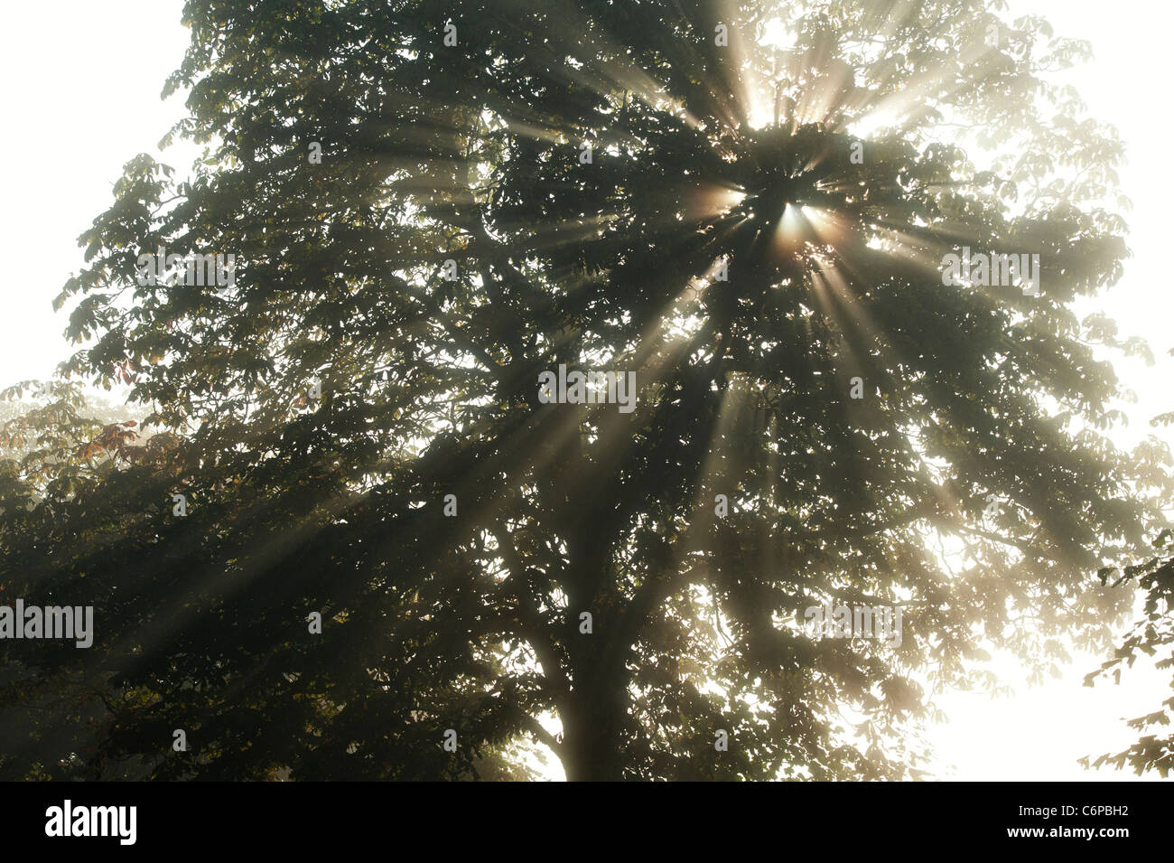 Sonnenstrahlen durch Rosskastanie Baum im nebligen englische Landschaft am frühen Morgen Stockfoto