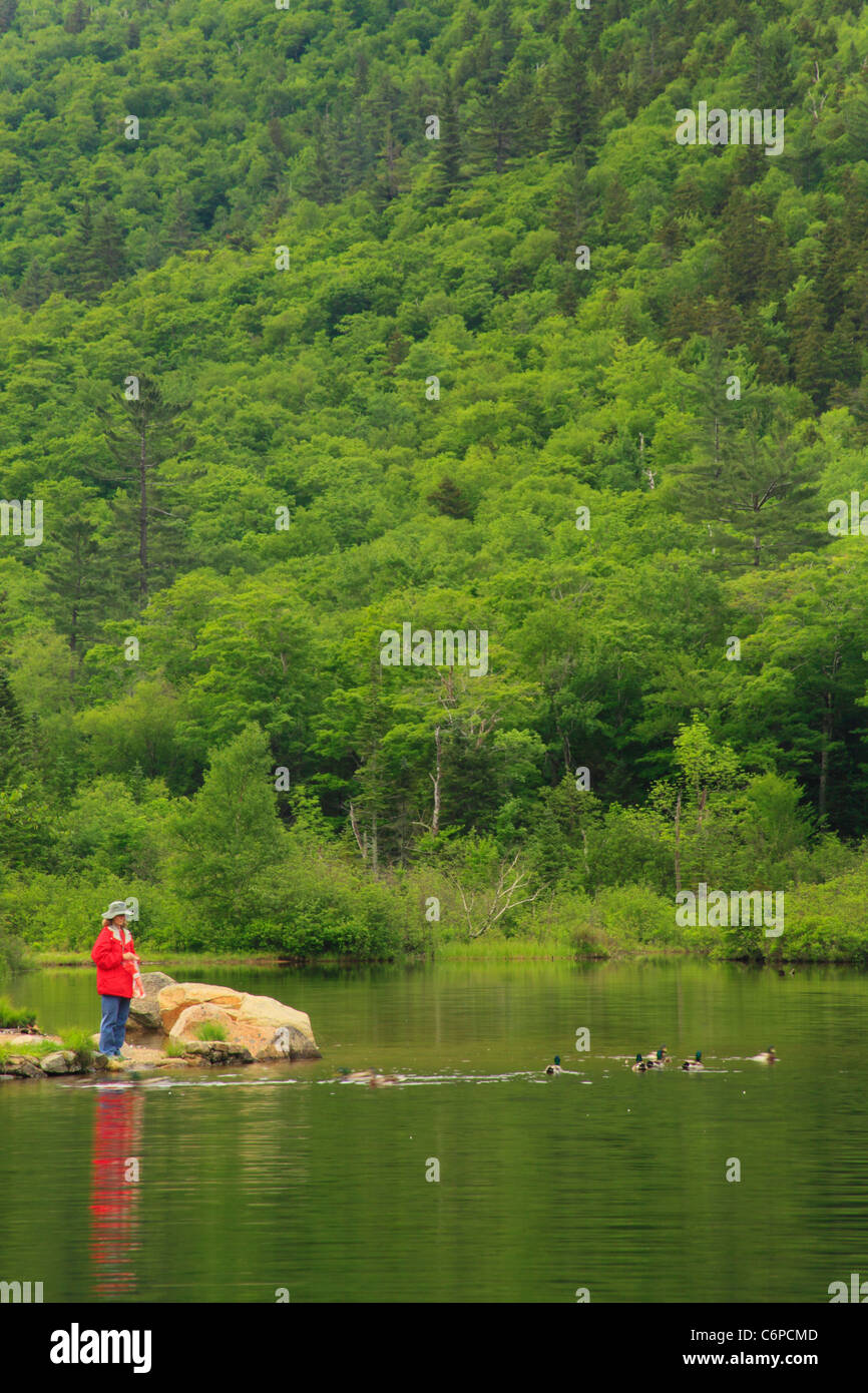 Fütterung der Enten bei Wiley Haus Teich, Crawford Notch, North Conway, White Mountains, New Hampshire, USA Stockfoto