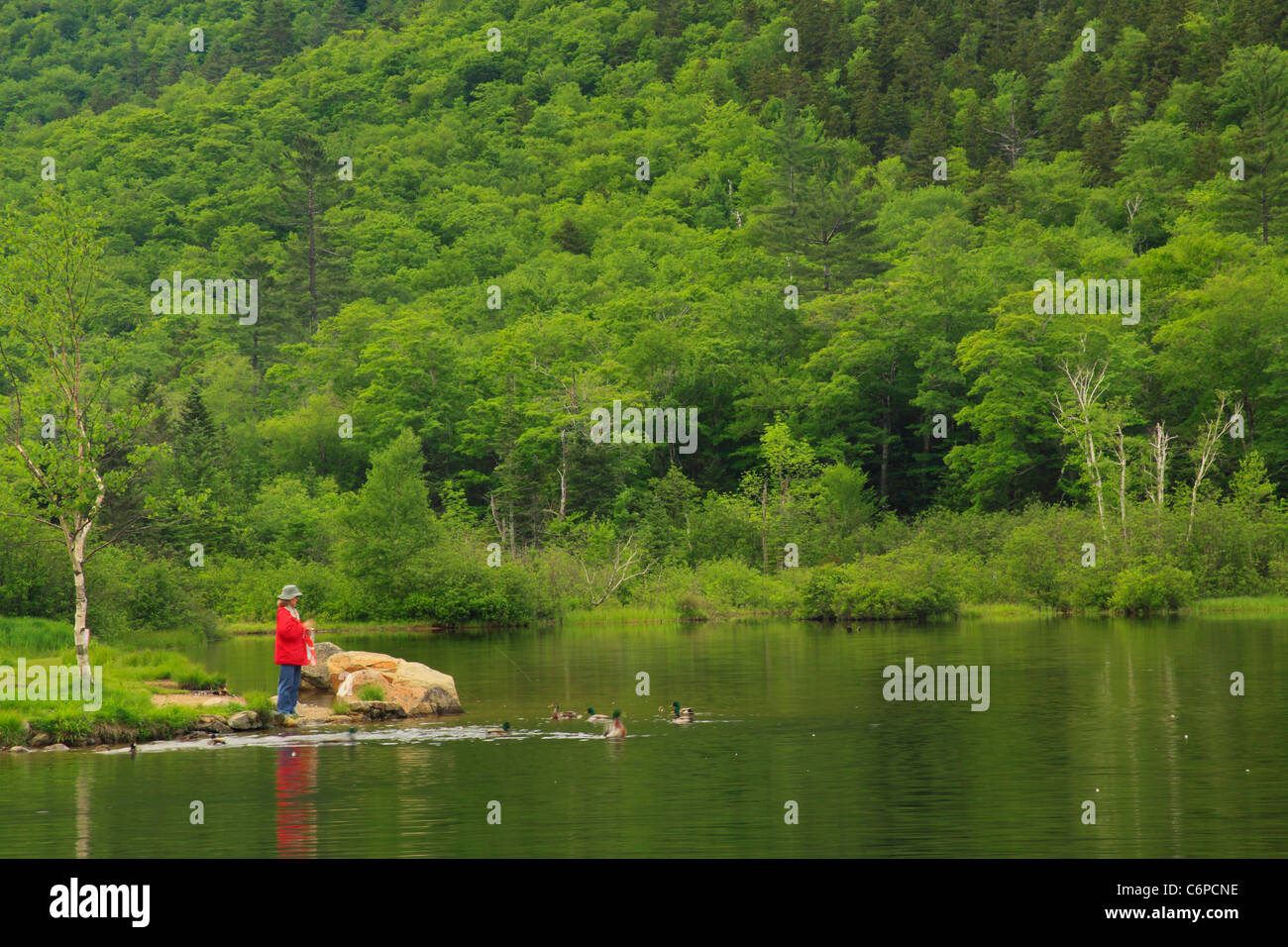 Fütterung der Enten bei Wiley Haus Teich, Crawford Notch, North Conway, White Mountains, New Hampshire, USA Stockfoto