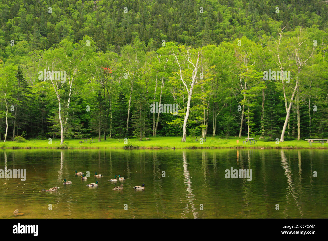 Wiley Haus Teich, Crawford Notch, North Conway, White Mountains, New Hampshire, USA Stockfoto