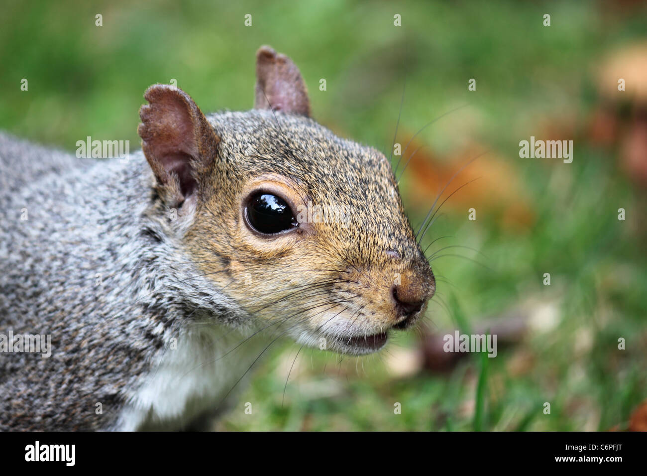Nahaufnahme von ein grau-Eichhörnchen (Sciurus Carolinensis) mit alten Wunden zu seiner rechten Ohr. Stockfoto